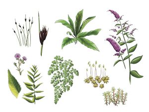 Illustration numérique Fanny audigé